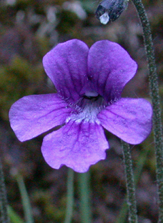 Large-flowered Butterwort